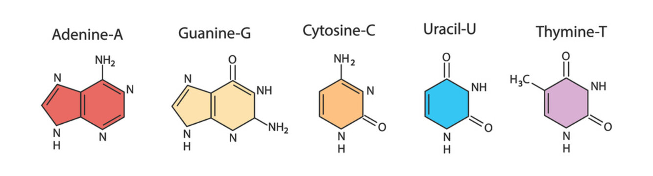 Structure of DNA. Medical chart.