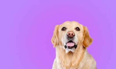 Cute domestic dog happy smiling, pet concept