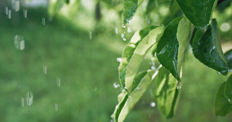 Green foliage raindrops. Spring rain. Nature melancholy. Closeup of water drops falling down on apple tree leaves on blur botanical garden background. © golubovy