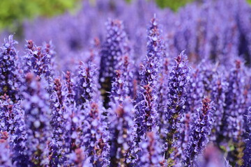 Naklejka premium beautiful wildflowers in a natural environment 