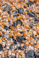 Seashell background, a lots of seashells with black stones at the beach, Cape Verde, vertical