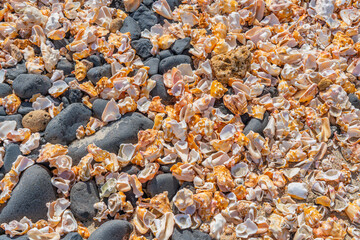 Seashell background, a lots of seashells with black stones at the beach, Cape Verde