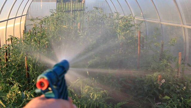 Watering vegetables, hand with sprayer irrigates in the greenhouse  - healthy food, subsistence farming, agriculture, vegetable growing.