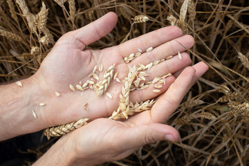 Farmer hands holding wheat. Male hand holding ripe golden wheat ears on blurred wheat field background. Close up, top view. Harvesting concept