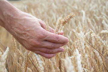 Male hand holding a golden wheat ear on blurred wheat field background. Close up