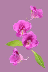 Fototapeta na wymiar pink flowers of impatiens balsamina on a purple background 