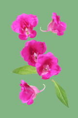 pink flowers of impatiens balsamina on a green background 