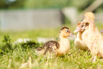 Little ducklings are walking on green grass, close up