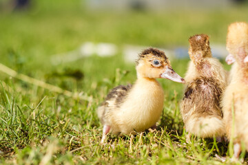 Little ducklings are walking on green grass, close up
