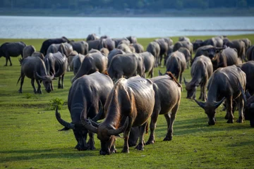 Foto op Canvas buffalo walking to eat grass © ธานี สุวรรณรัตน์