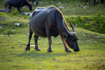 buffalo walking to eat grass