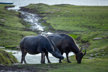 Fototapeta premium buffalo walking to eat grass