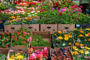 Beautiful colorful Flowers and Herbs at open air street flower market in Belgrade, Serbia.