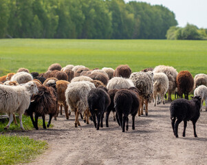 Fototapeta premium A flock of sheep in the pasture.