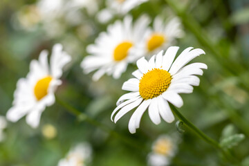 Obraz na płótnie Canvas White large daisies on the background of blurred daisies outdoors. close-up