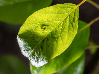 Disease on a green pear leaf.