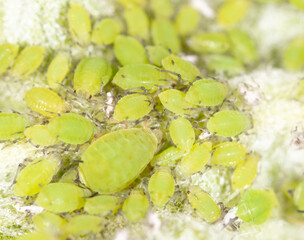 Small green aphids on a tree leaf.