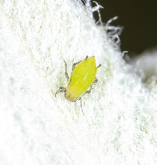 Small green aphids on a tree leaf.