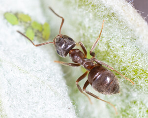 An ant grazes aphids on a tree leaf.