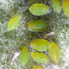 Small green aphids on a tree leaf.