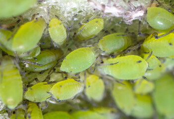 Small green aphids on a tree leaf.