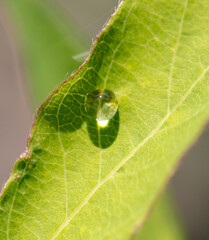 Drops of water from the rain on a green leaf of a tree.