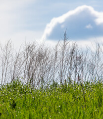 Dry grass in the field against the sky.