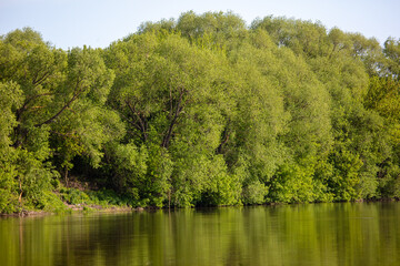 Green trees on the banks of the river.