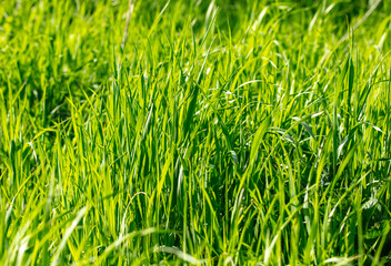 Lush green grass in nature