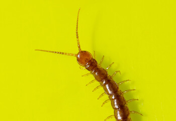 Centipede isolated on yellow background.