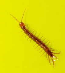 Centipede isolated on yellow background.