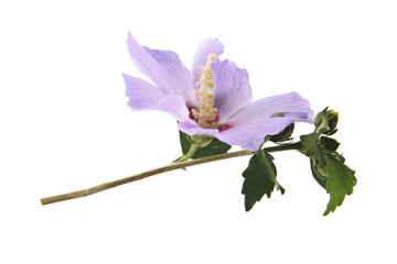 light purple flower of Hibiscus syriacus on a white background - obrazy, fototapety, plakaty