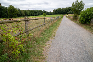 Fototapeta na wymiar path in the countryside