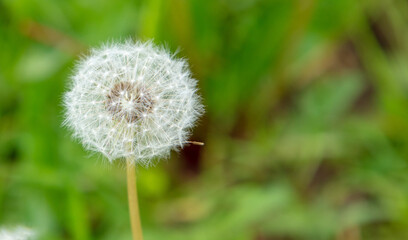 Fluffy dandelions in the park in nature.