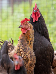 Portrait of a chicken in nature.