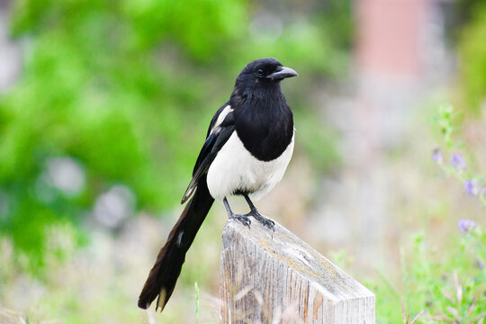 Cuervo de cola larga, de color blanco y negro, aves m&aacute;s conocidas de Finlandia y Canad&aacute;