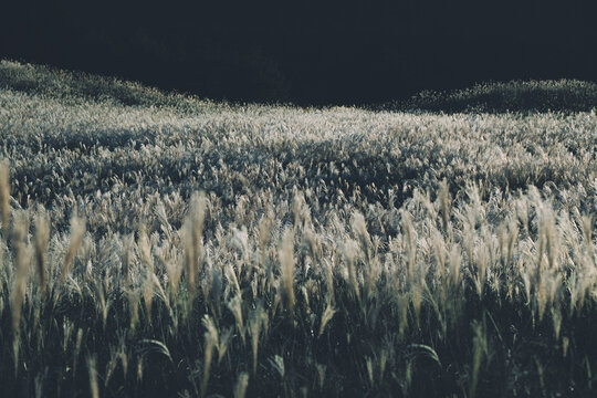 夕暮れのススキ