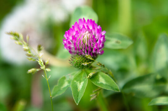 Flower on clover in nature.