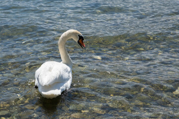 Obraz premium Swan on the water