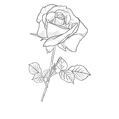 Roses Line art