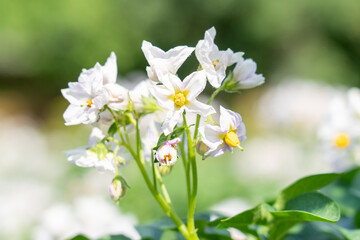 Flowering potato bushes. Potato bush blooming with white flowers