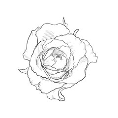 Roses Line art