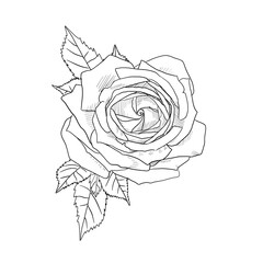 Roses Line art