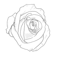 Roses Line art