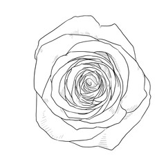 Roses Line art