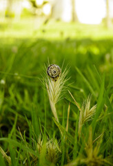 caterpillar on a green grass