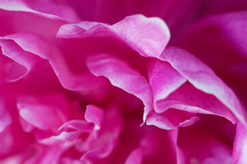 Blooming pink peony in the garden, fragment