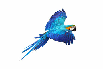 Colorful macaw parrot flying isolated on white. - obrazy, fototapety, plakaty