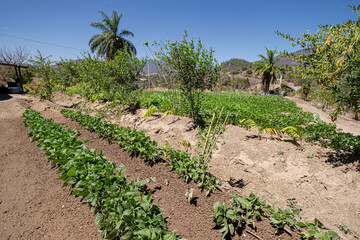 huerto con miniriegos financiados por el govern Balear, Sinchaj, San Bartolomé Jocotenango, ...