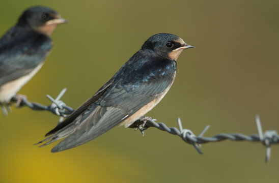 A Cute Baby Swallow, Hirundo Rustica, Perching On A Barbed Wire Fence. It Is Waiting For Its Parents To Come Back And Feed It.